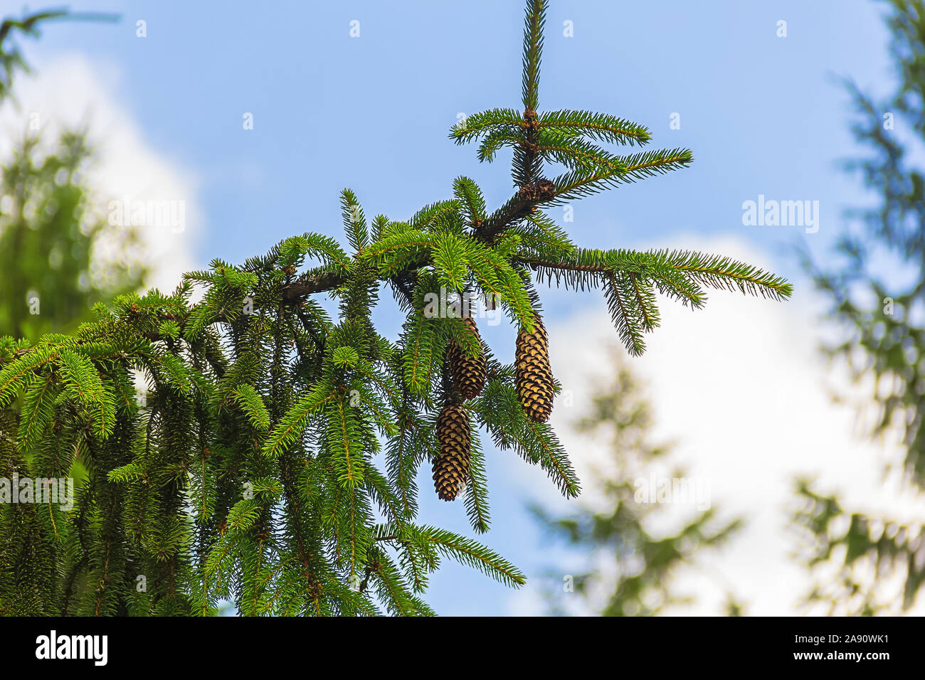 Branches de sapin avec les cônes contre le ciel bleu en plein soleil Banque D'Images