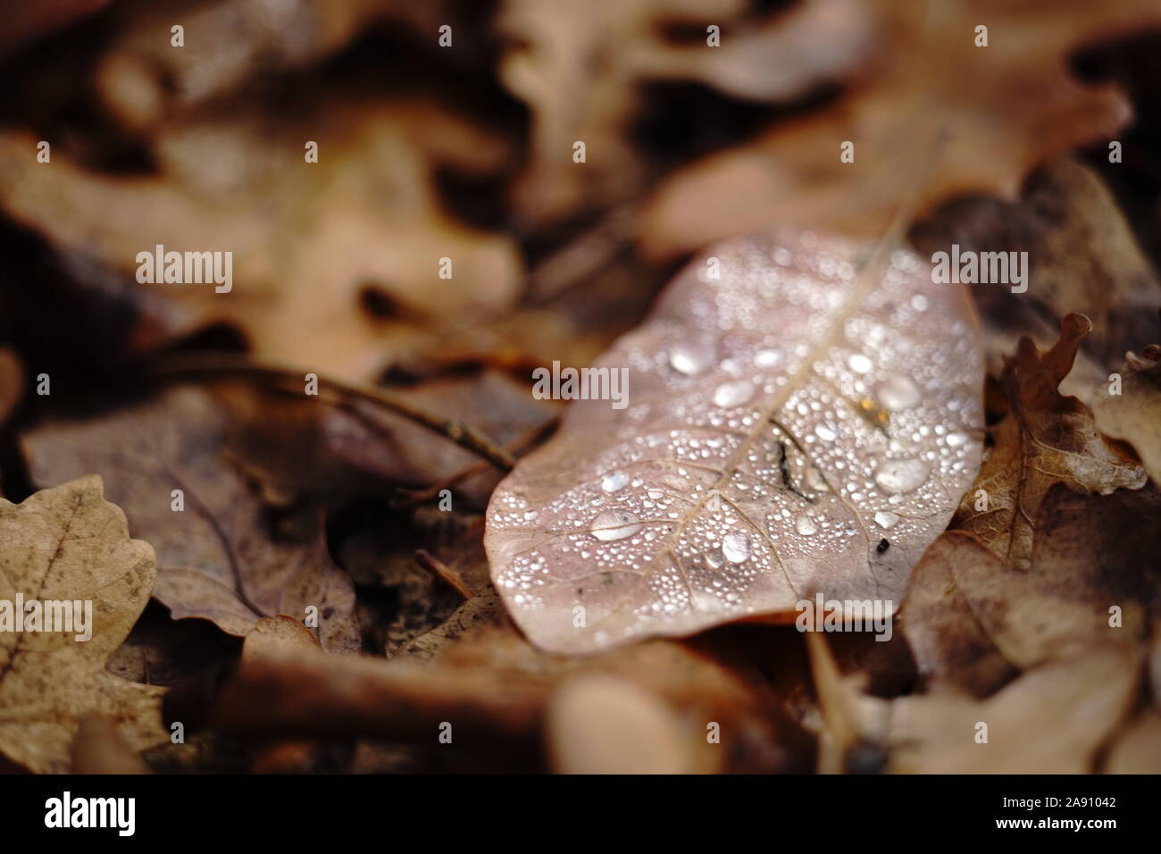 Gouttes d'eau sur une feuille d'automne couché sur un feuillage. Banque D'Images