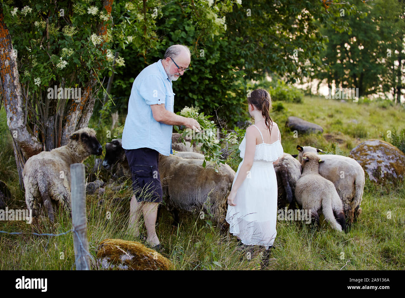 Avec Père fille feeding sheep Banque D'Images