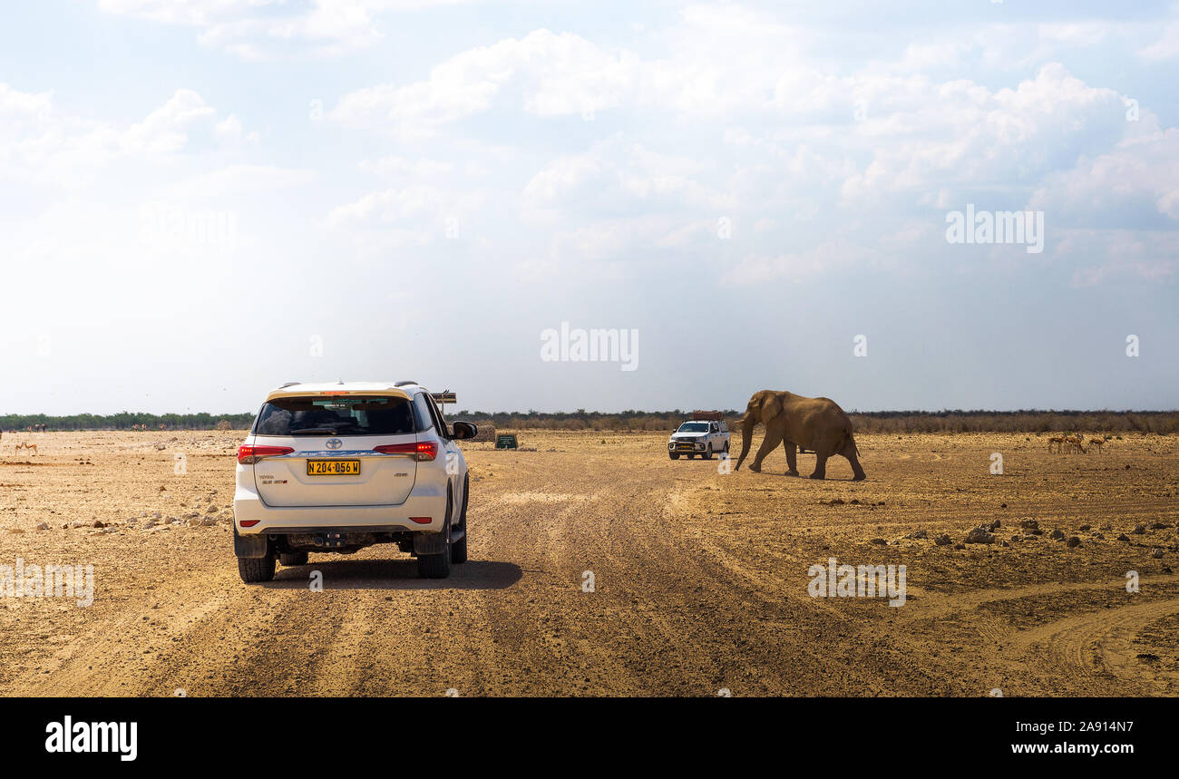 Grand éléphant africain marche à travers un chemin de gravier dans le parc national d'Etosha, Namibie Banque D'Images