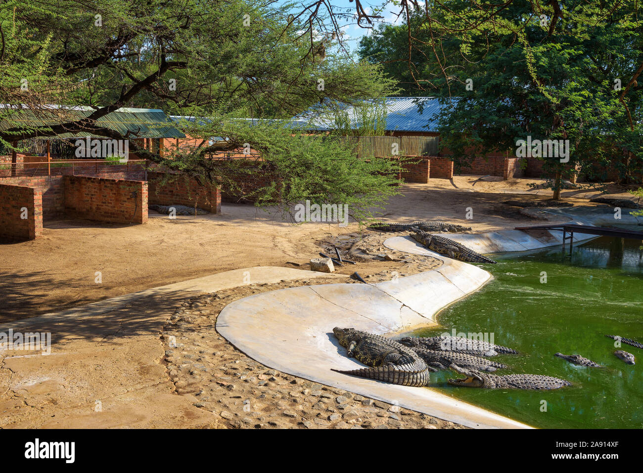 Les crocodiles se détendre dans un lac artificiel à la ferme aux crocodiles en Namibie Banque D'Images Les crocodiles se détendre dans un lac artificiel à la ferme aux crocodiles en Namibie Banque D'Images