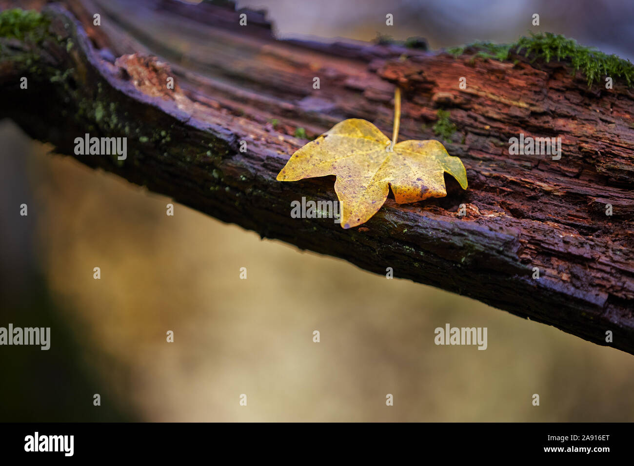 Feuille d'automne tout seul tombé sur une branche d'arbre à Sandwell valley Banque D'Images