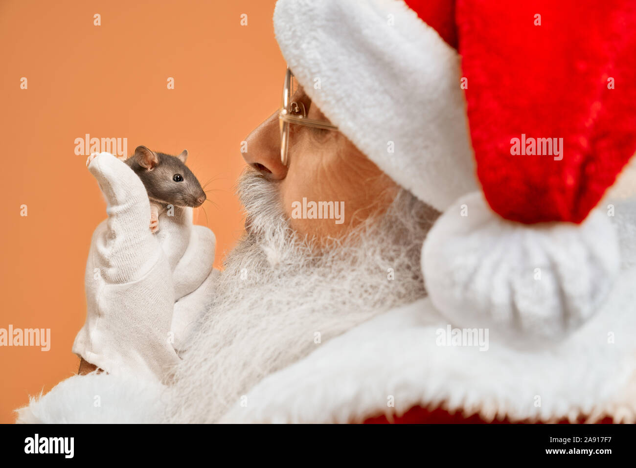 Heureux caractère traditionnel de Noël en rouge costume, lunettes et gants blancs jouant avec la souris grise décorative en studio. Concept de nouvelle année et joyeux Noël. Banque D'Images