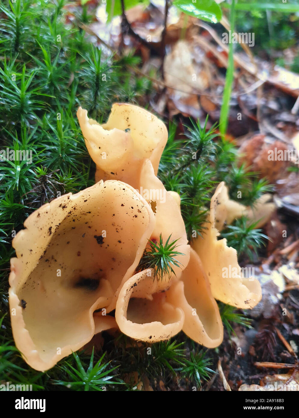 Champignon en forme d'oreille Banque de photographies et d’images à ...