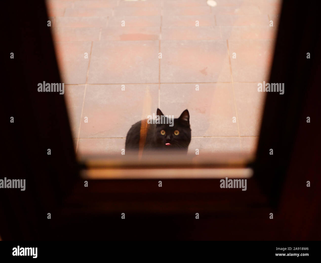 Chat sur la rue devant la porte. Le chat demande à la maison. Le chat est assis près de la porte. Dans la rue Banque D'Images