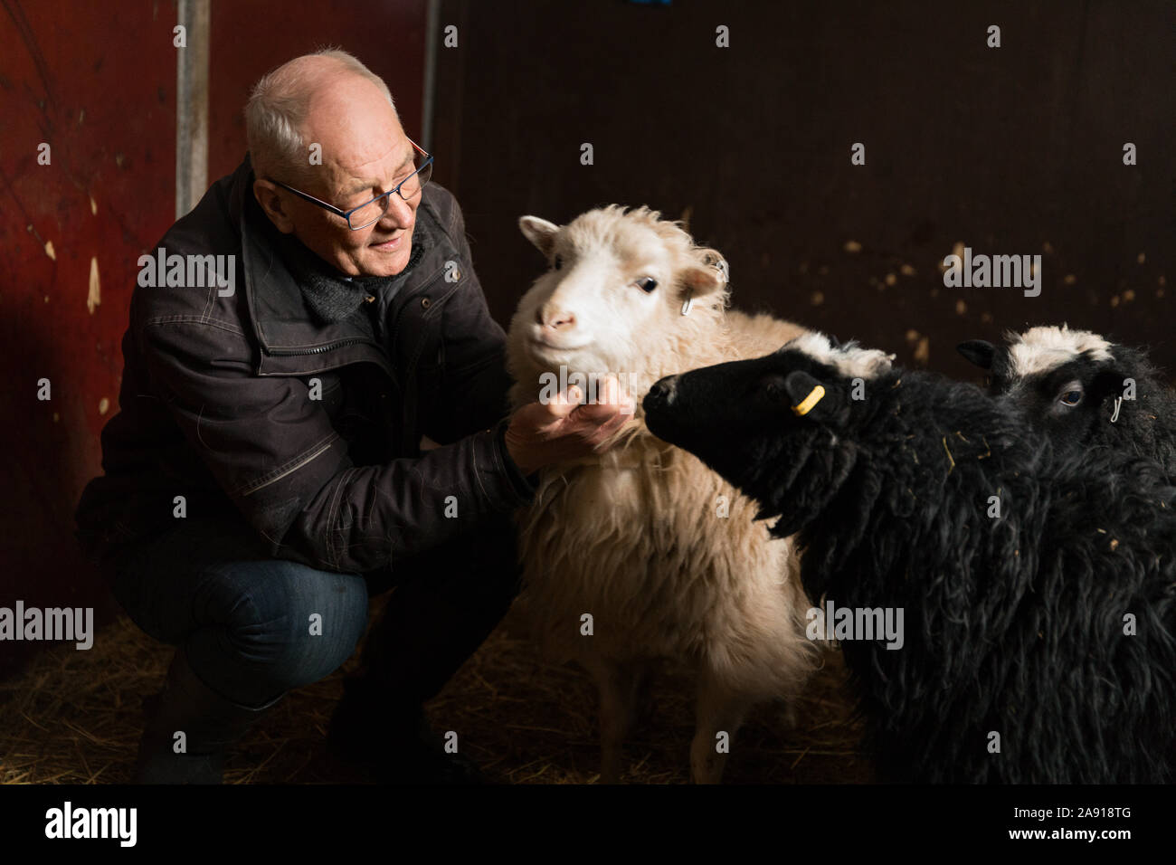 Man de caresser les moutons Banque D'Images