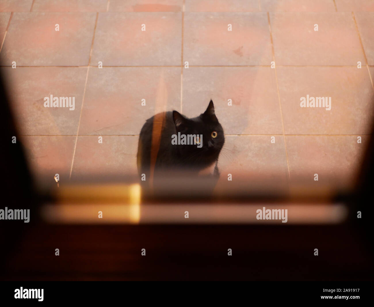 Chat sur la rue devant la porte. Le chat demande à la maison. Le chat est assis près de la porte. Dans la rue Banque D'Images