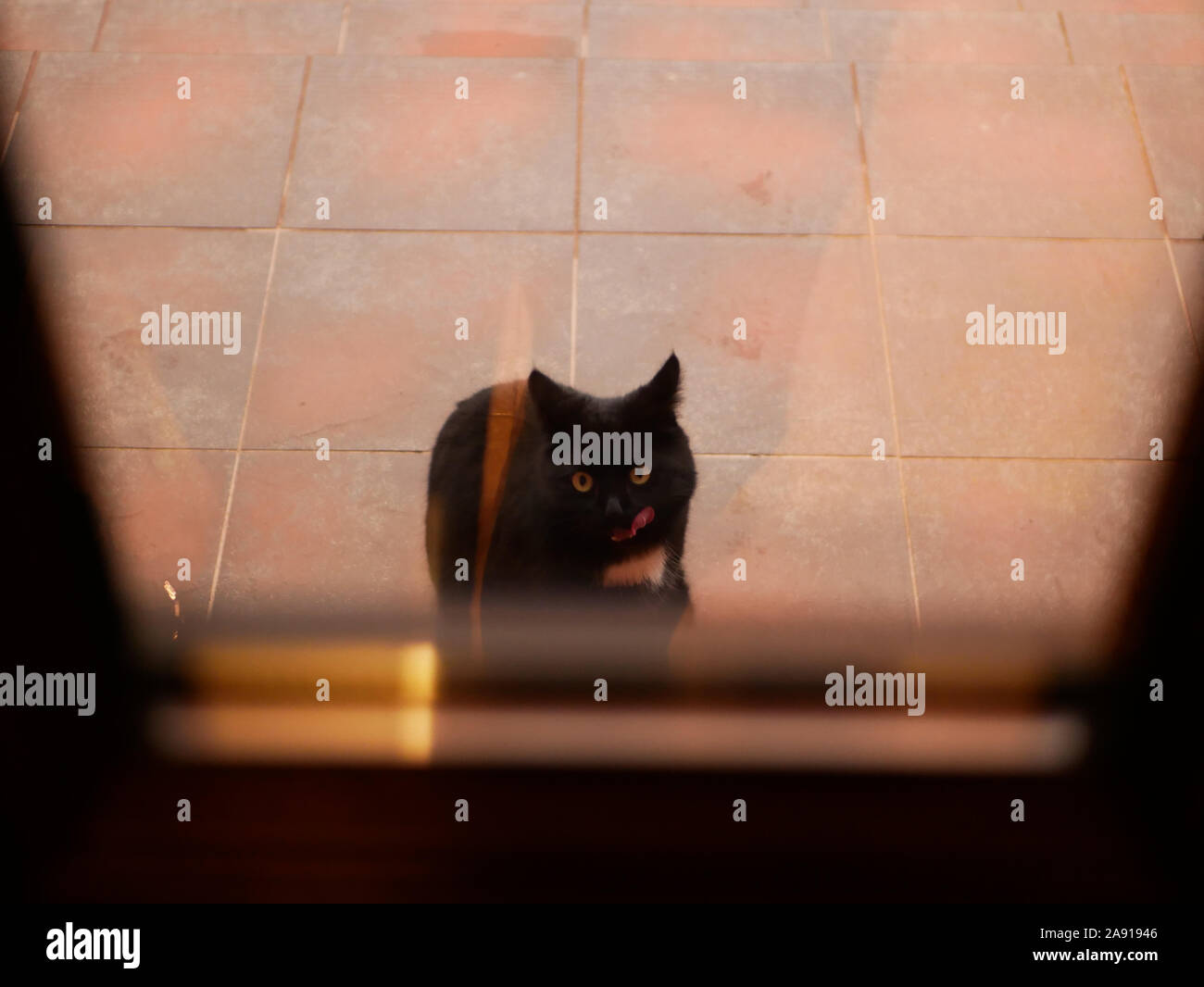Chat sur la rue devant la porte. Le chat demande à la maison. Le chat est assis près de la porte. Dans la rue Banque D'Images