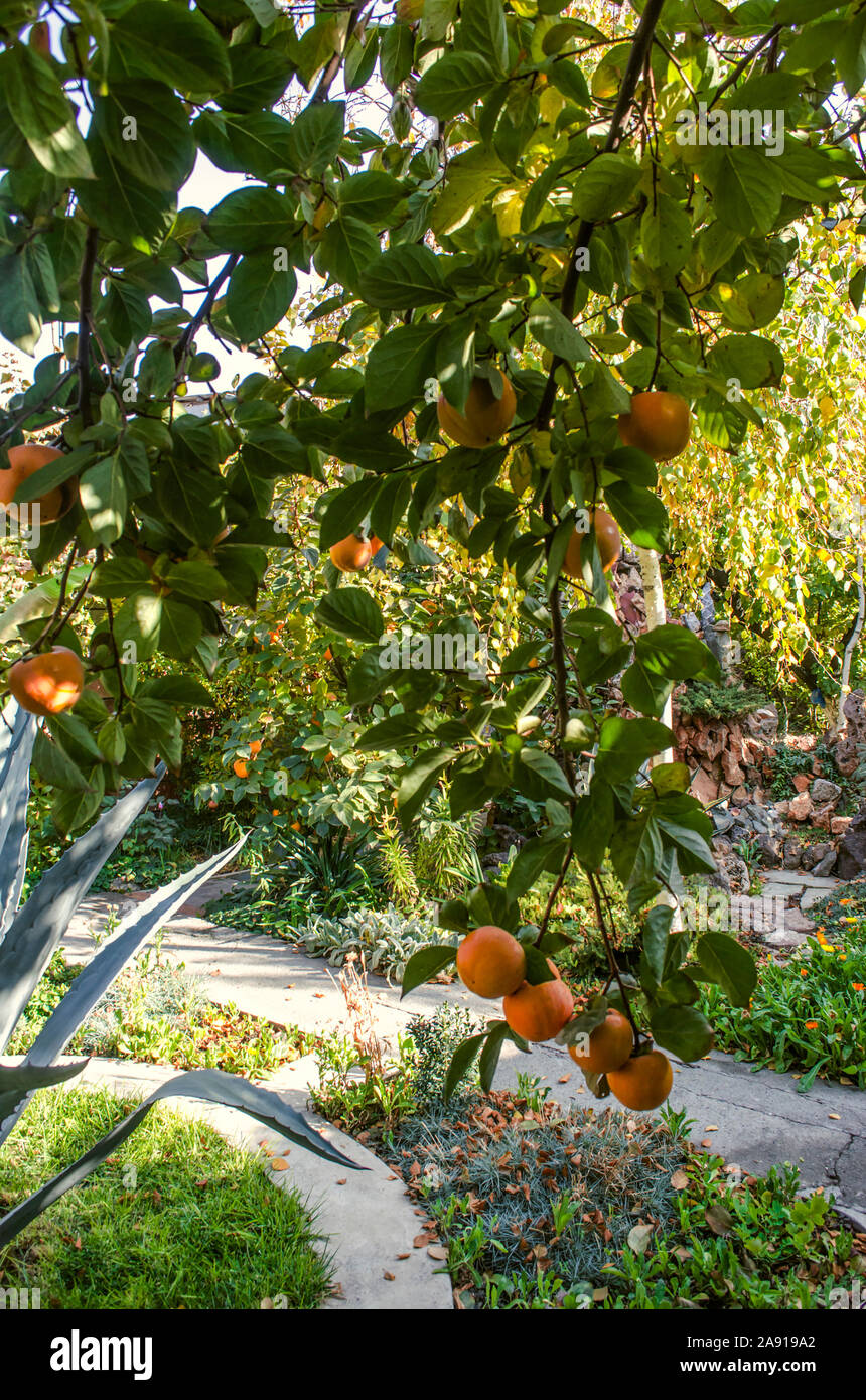Les branches accroché fortement avec des fruits mûrs kakis orange sur les arbres qui poussent dans le jardin parmi les fleurs Banque D'Images