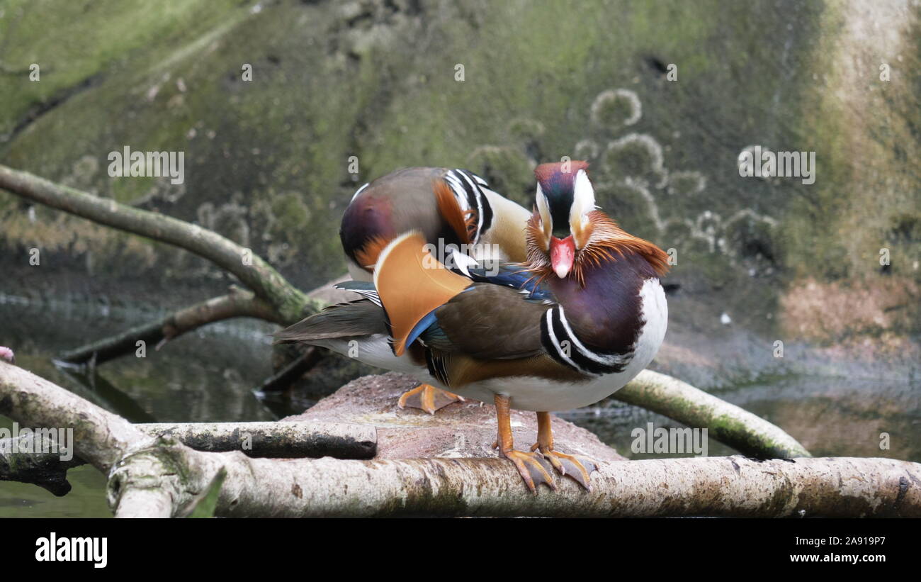 JACKSONVILLE, Floride, États-Unis- OCT, 23, 2017 : gros plan d'une paire de canards mandarin prêtant- usage éditorial uniquement Banque D'Images