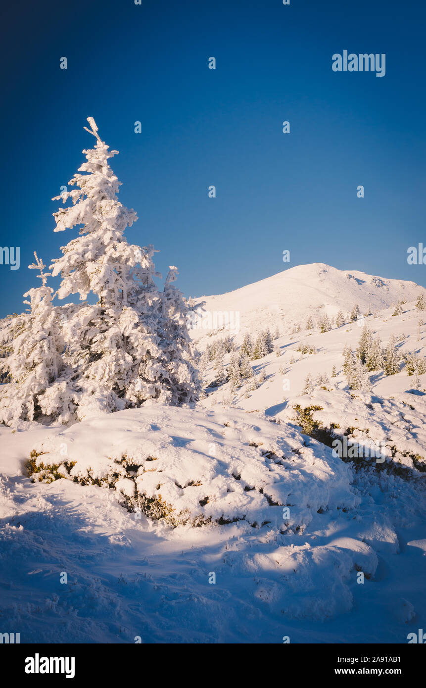 Paysage d'hiver avec paysage de neige dans les montagnes. Carpates, l'Ukraine, l'Europe. Harmonisation des couleurs Banque D'Images
