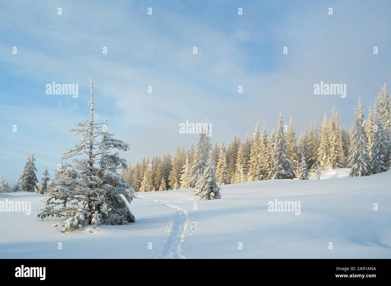 Paysage d'hiver avec des épinettes. Chemin dans la neige. Journée ensoleillée. Carpates, l'Ukraine, l'Europe Banque D'Images