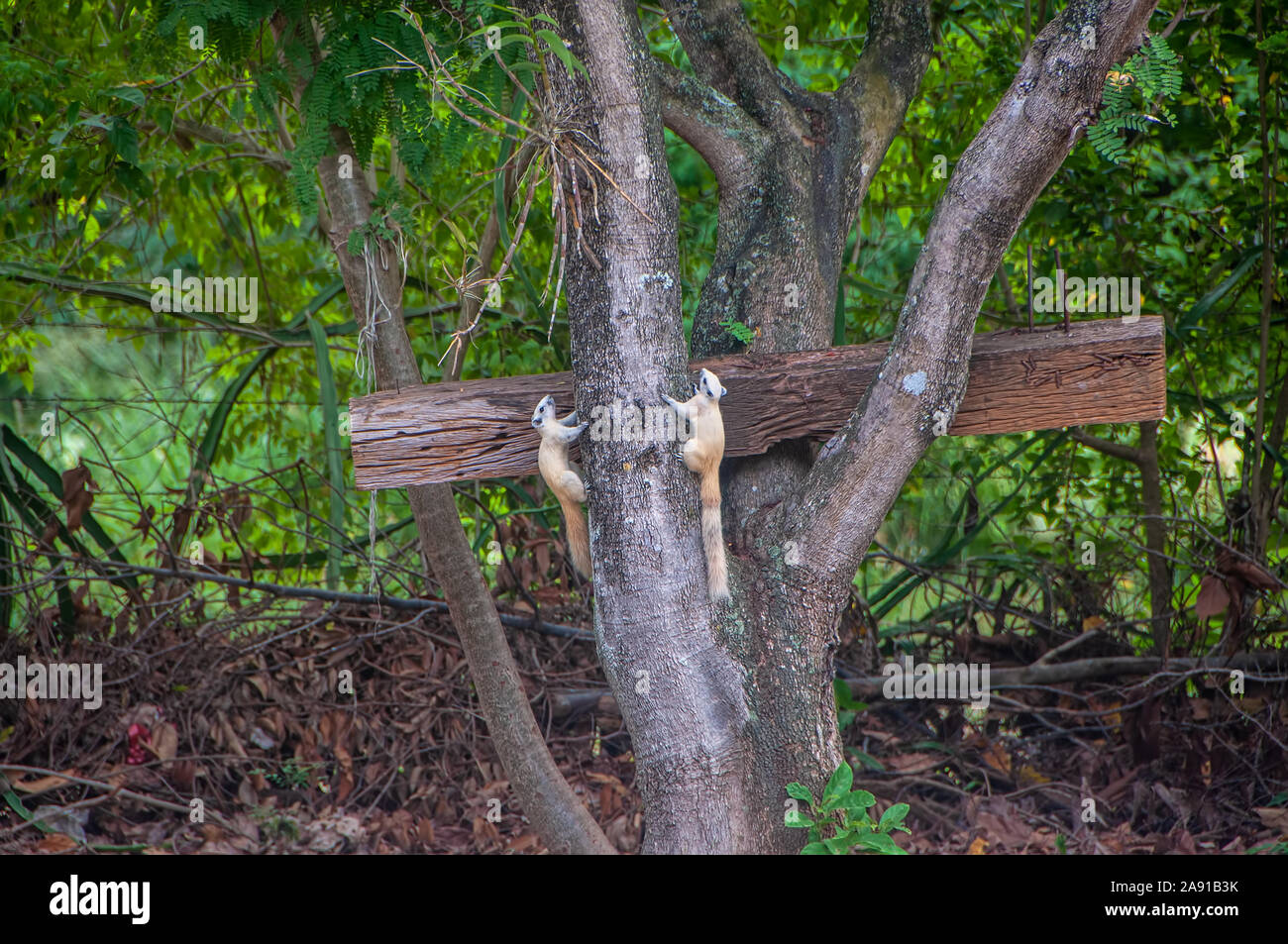 Écureuil blanc albinos rare accrochée au flanc d'un arbre dans un parc Banque D'Images