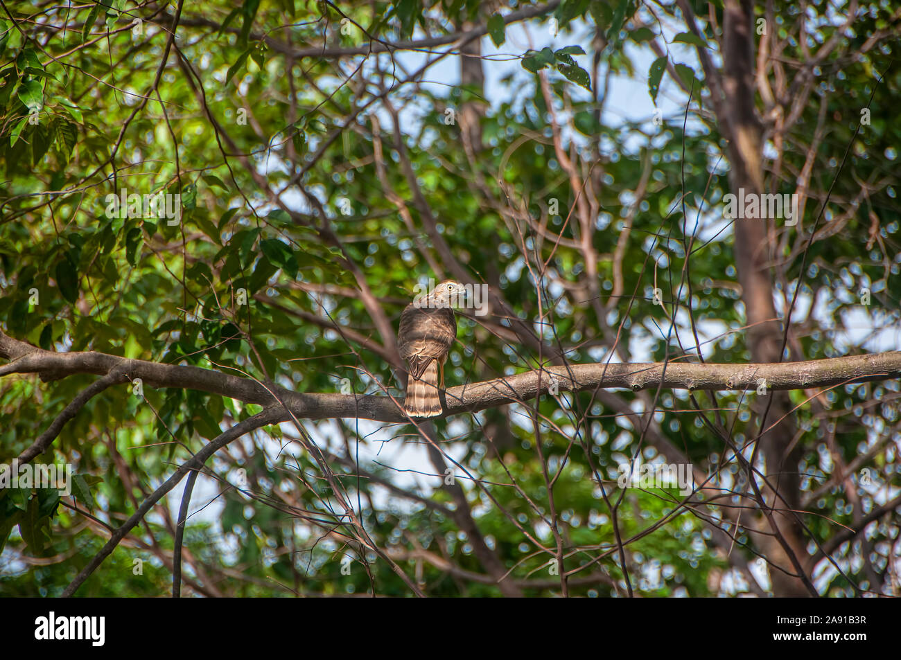 Le rare faucon Amur raptor migrateurs dans le parc national Khao Yai, Thaïlande. Banque D'Images