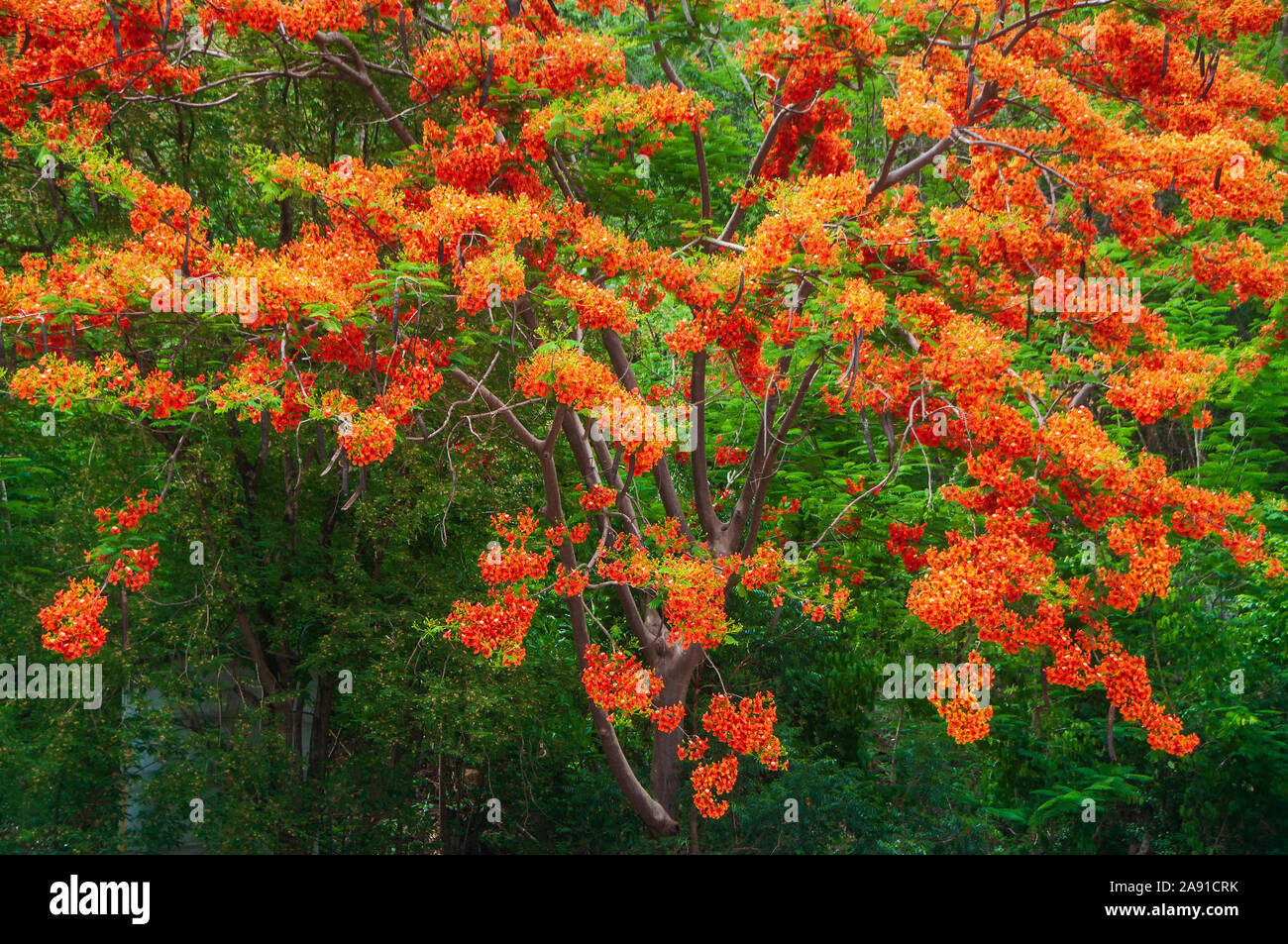 Belle floraison flame tree, Royal Poinciana ou arbre flamboyant sur fond naturel vert floue Banque D'Images