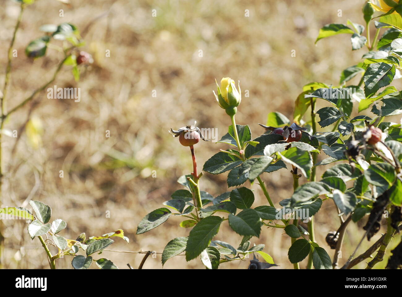 Un relevé mensuel et un fruit bug rose Banque D'Images