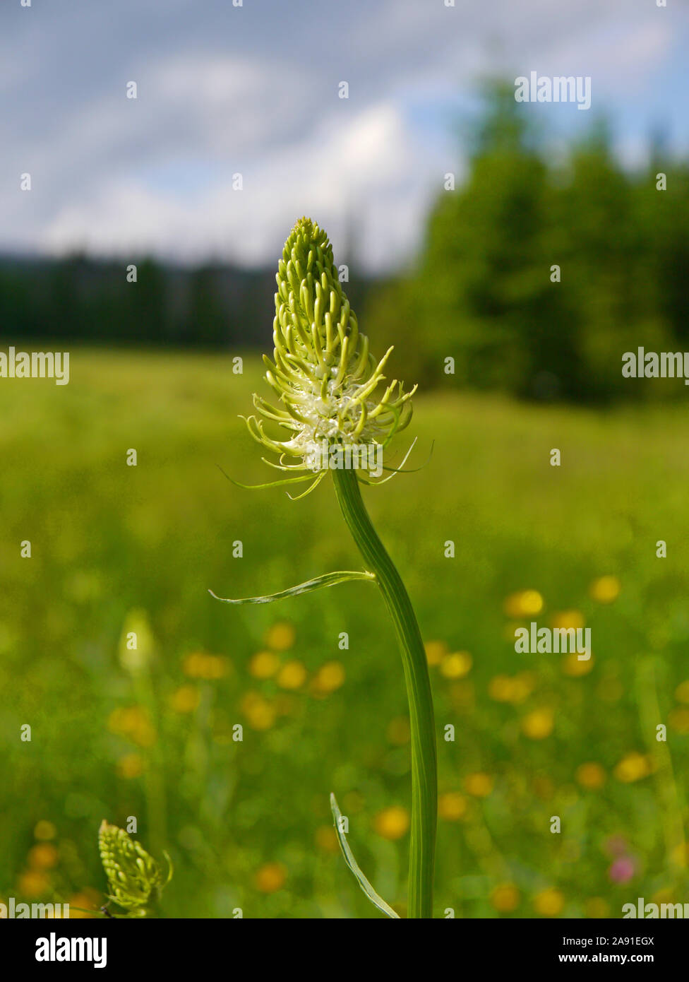 Phyteuma spicatum, rampion dopés Banque D'Images