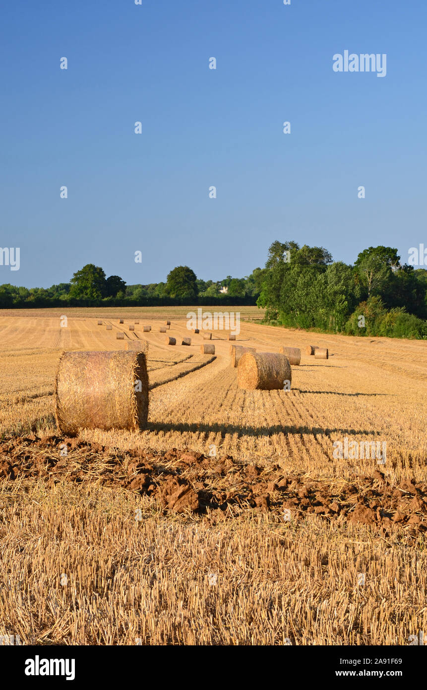Champ de blé coupé, Normandie, France Banque D'Images
