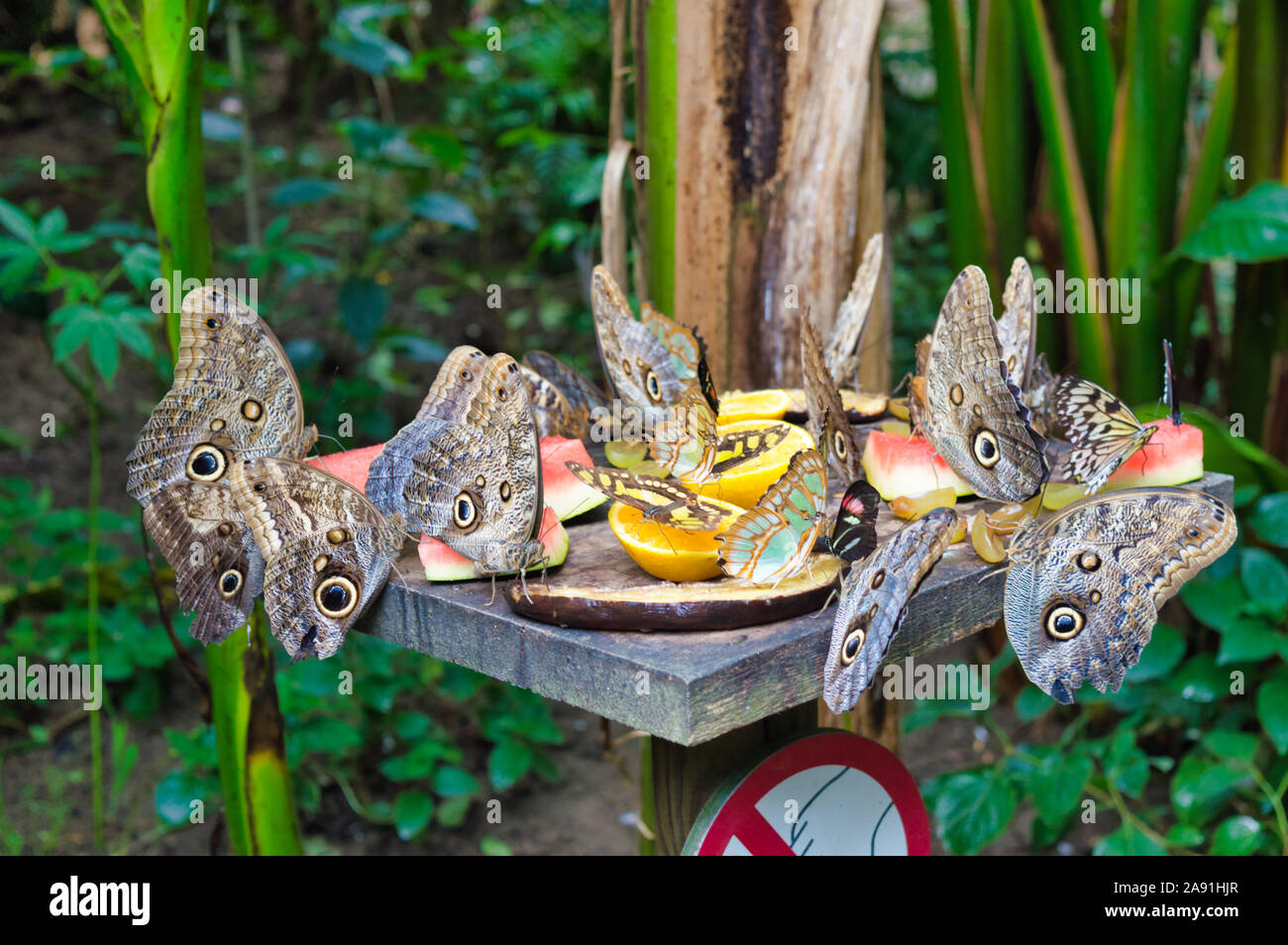 Gros plan des papillons dans un jardin tropical Banque D'Images