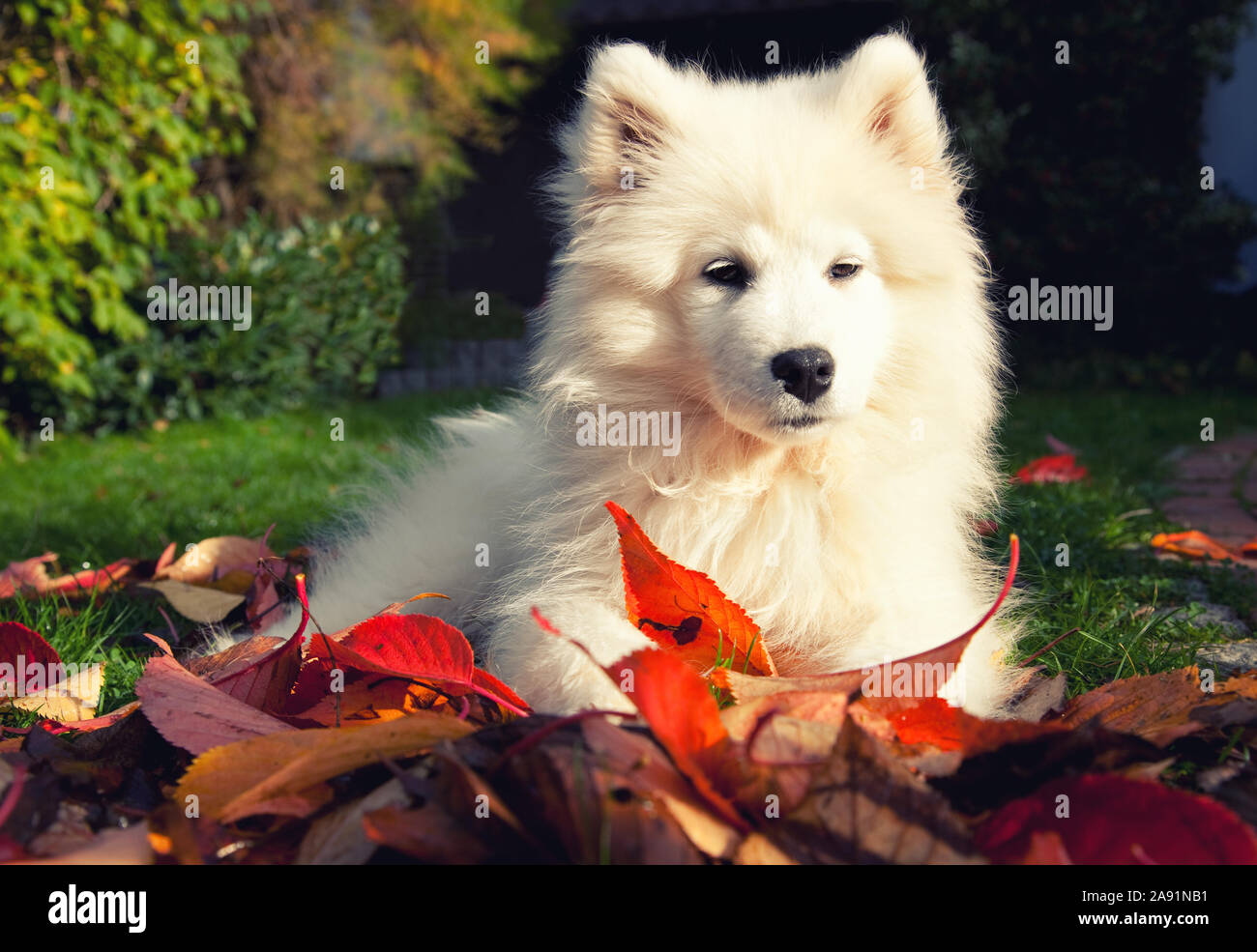 Chiot samoyède sur la pelouse à l'automne Banque D'Images