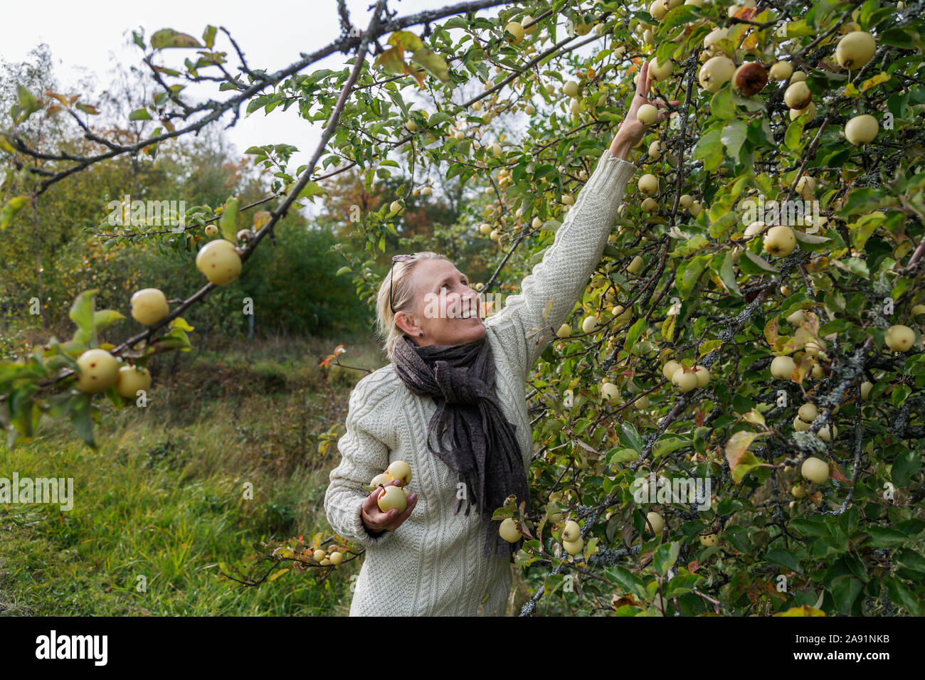 Woman picking apples Banque D'Images