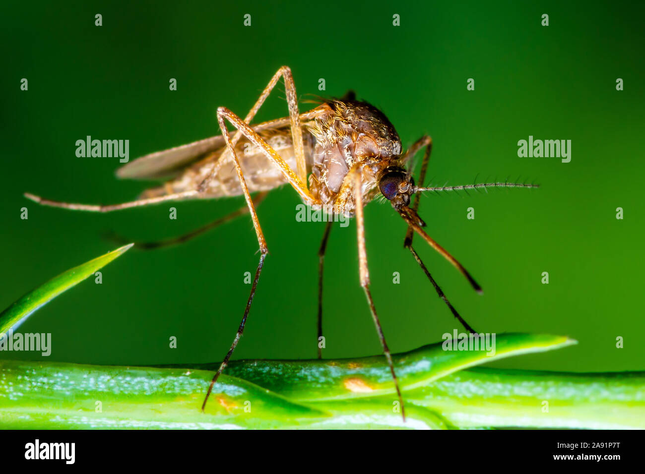 Plante infectée par le virus Banque de photographies et d’images à