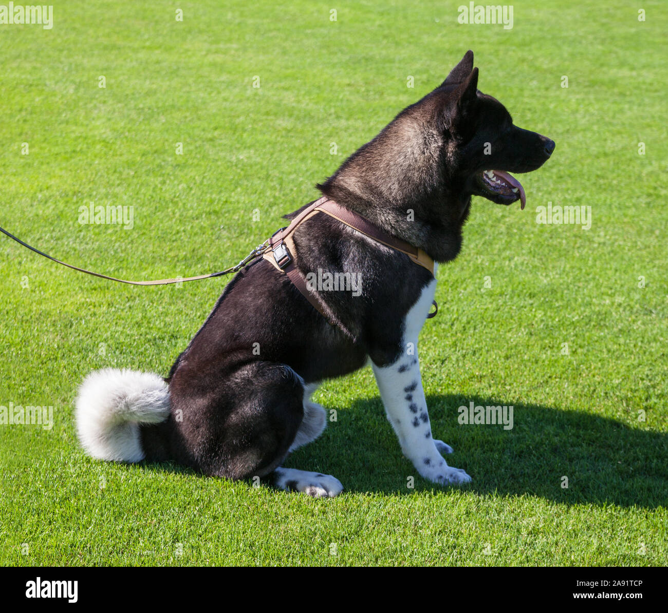 Berger Allemand de pure race chien sur pelouse. Banque D'Images