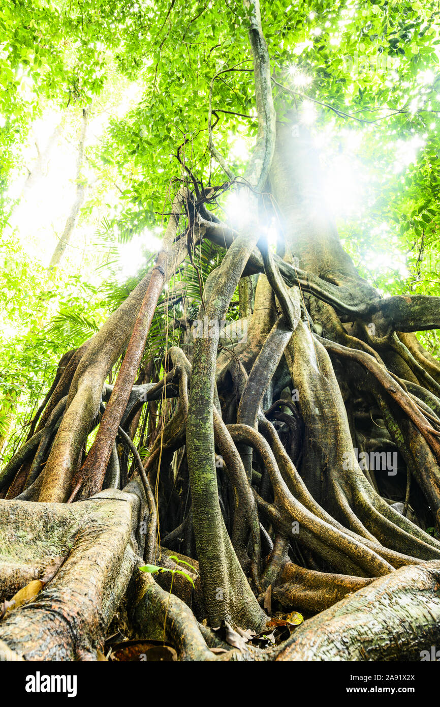 (Selective focus) avec une vue magnifique sur le Kapok racines de l'arbre en premier plan et belle couronne de l'arbre vert en arrière-plan. Banque D'Images