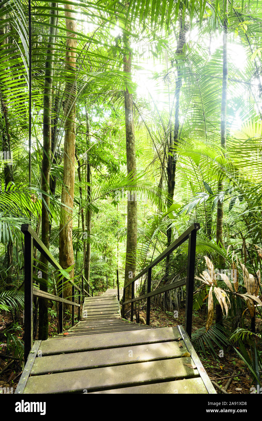 (Selective focus) avec une vue magnifique sur une passerelle qui traverse la forêt tropicale du Parc National de Taman Negara. Banque D'Images