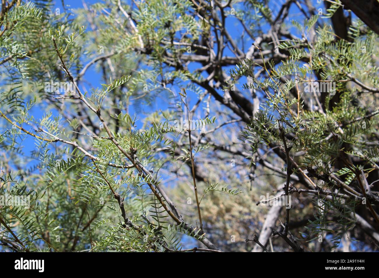 Souvent le miel Mesquite, Prosopis Glandulosa botaniquement, plante indigène au printemps Cottonwood dans le désert du Colorado de Joshua Tree National Park. Banque D'Images