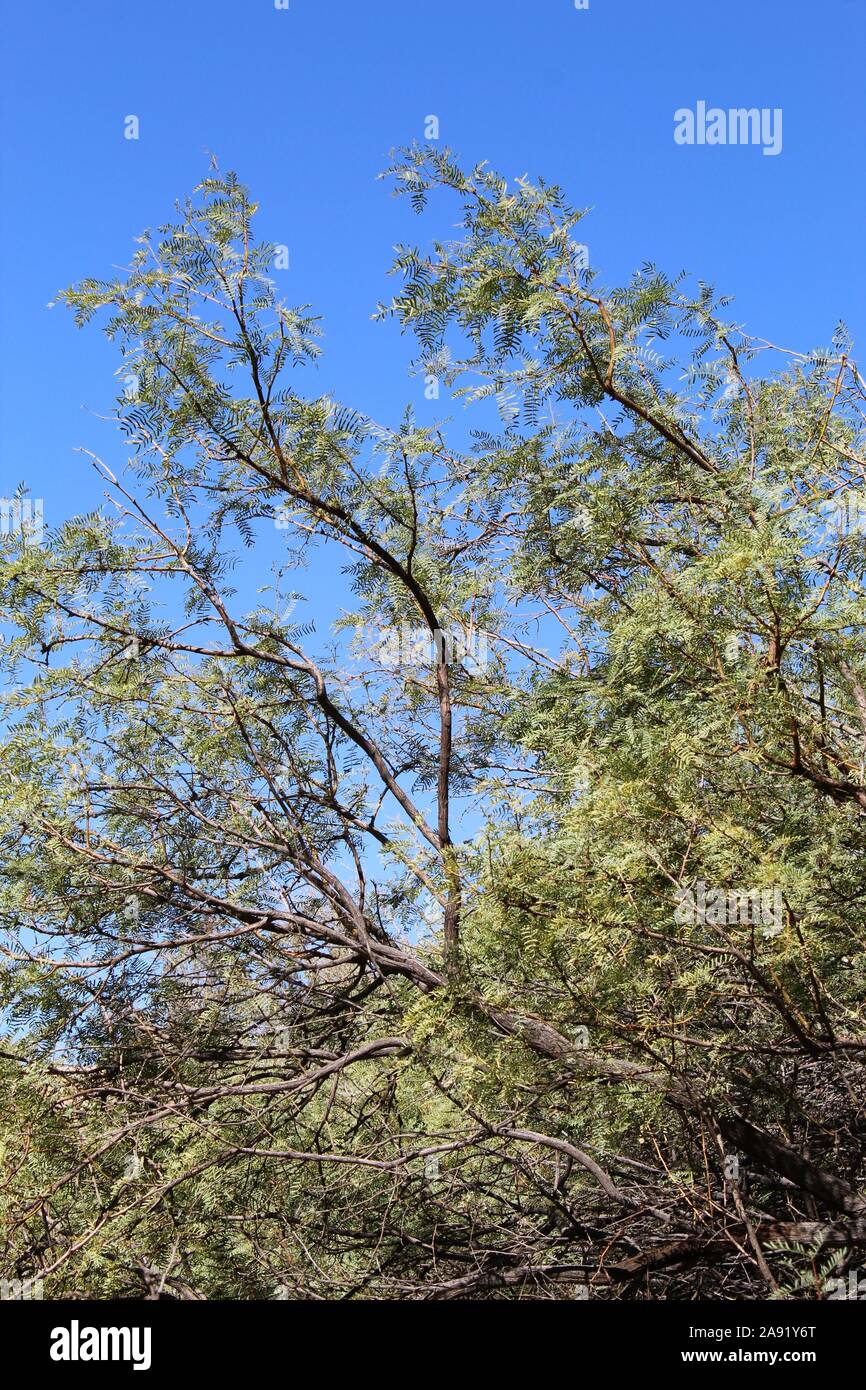 Souvent le miel Mesquite, Prosopis Glandulosa botaniquement, plante indigène au printemps Cottonwood dans le désert du Colorado de Joshua Tree National Park. Banque D'Images