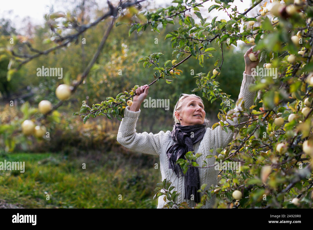 Woman picking apples Banque D'Images