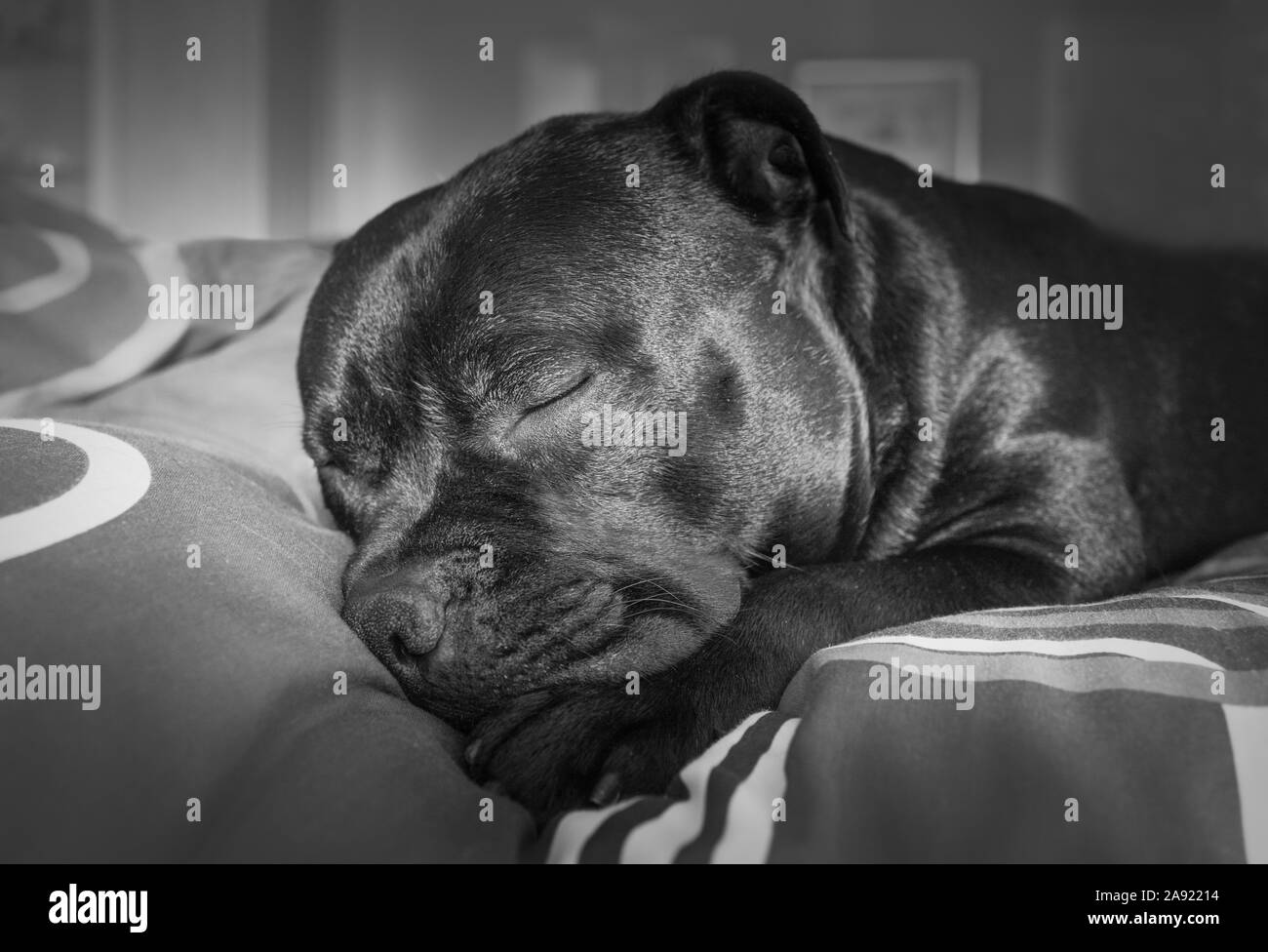 Portrait noir et blanc d'un Staffordshire Bull Terrier chien dormir sur un lit avec la lumière du soleil sur son visage. Il est en appui sur sa patte. Banque D'Images