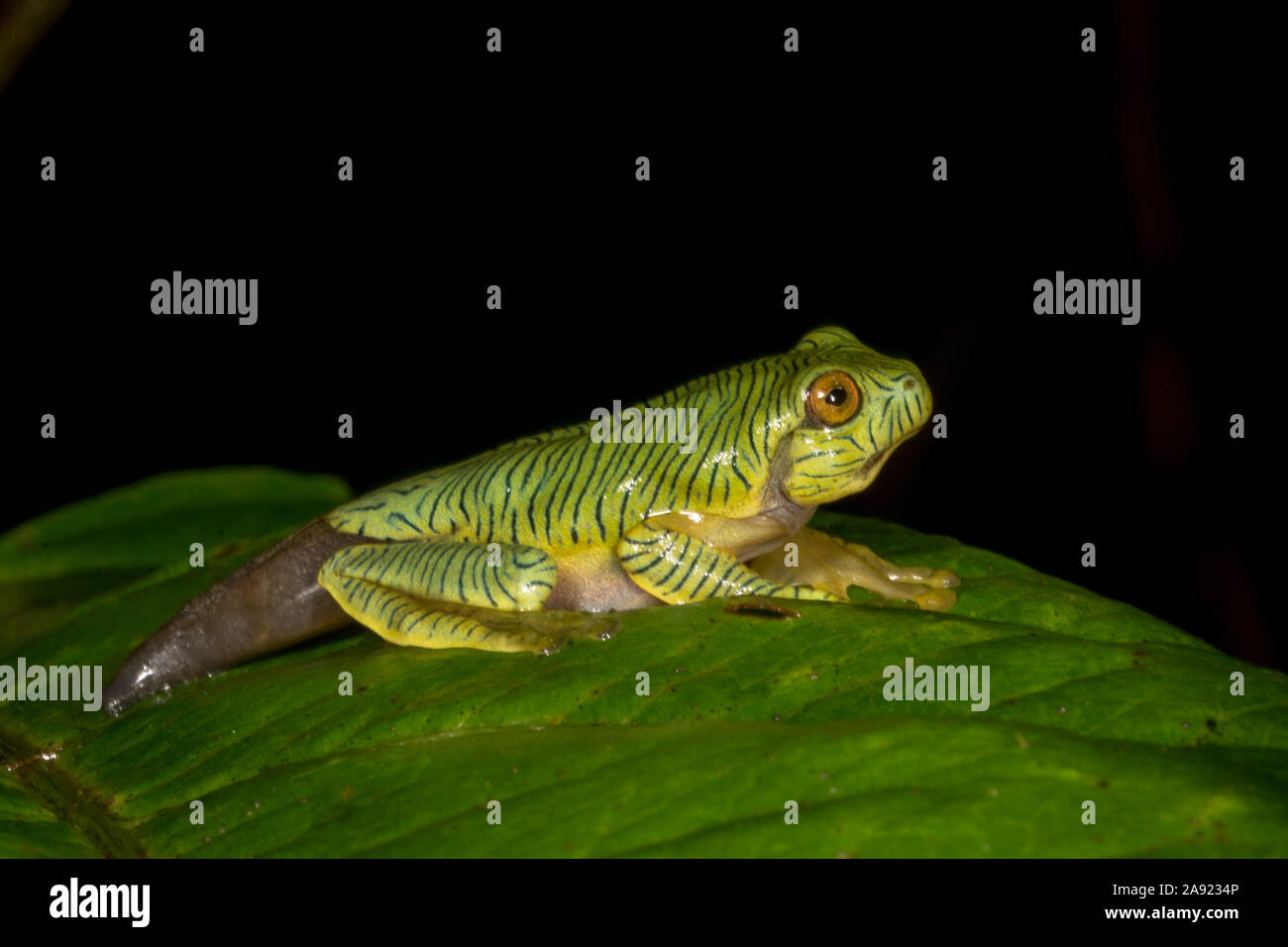 Rhacophorus pseudomalabaricus têtards de grenouille ou deltaplane vu à Munnar, Kerala, Inde Banque D'Images