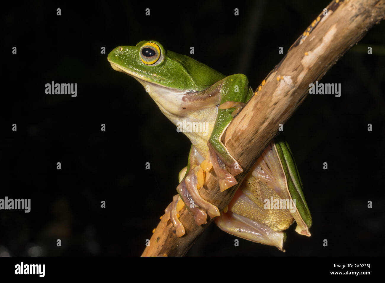 Rhacophorus pseudomalabaricus ou grenouille de vol à vue à Munnar, Kerala, Inde Banque D'Images