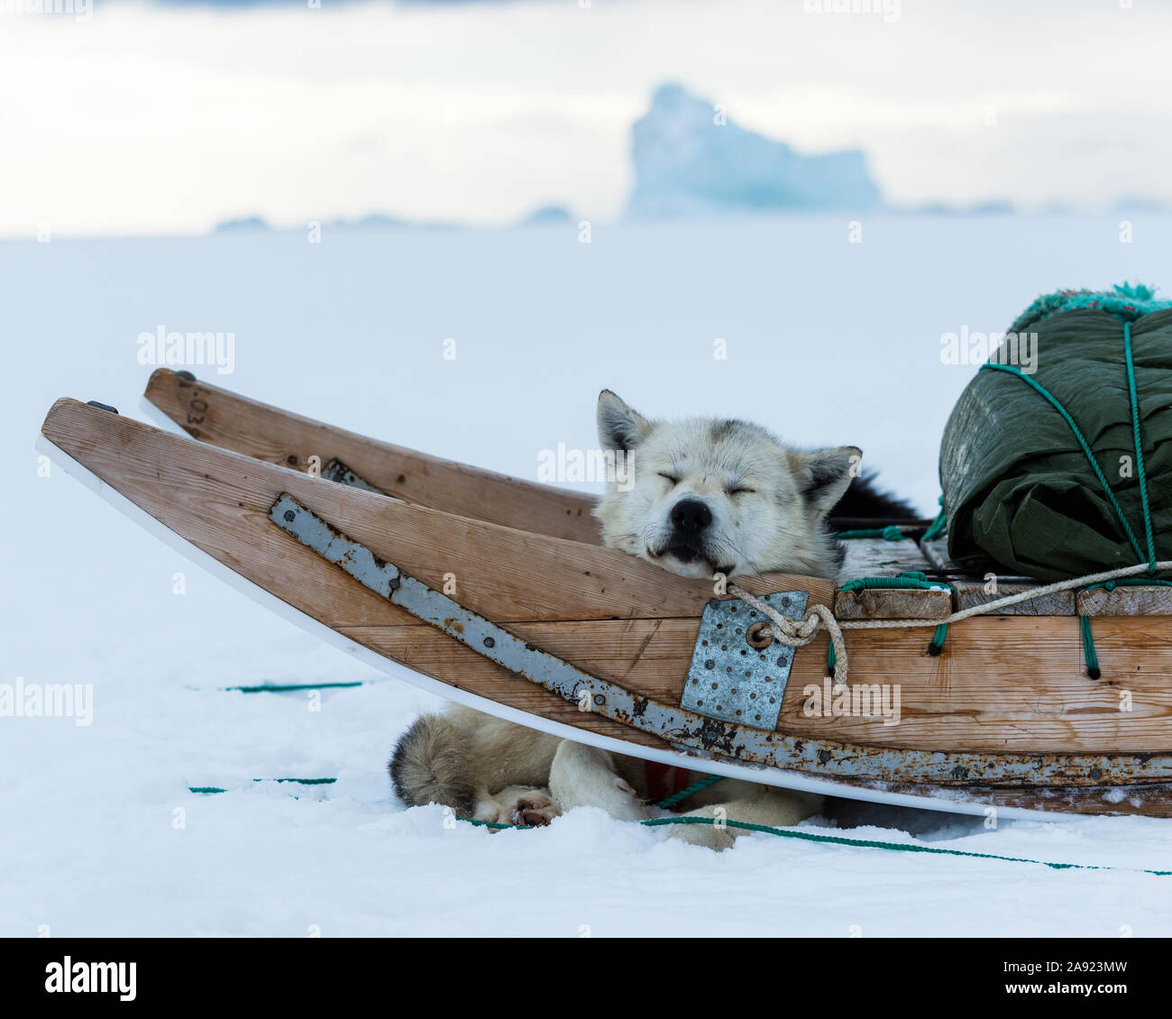 Couchage chien de traîneau en Banque D'Images