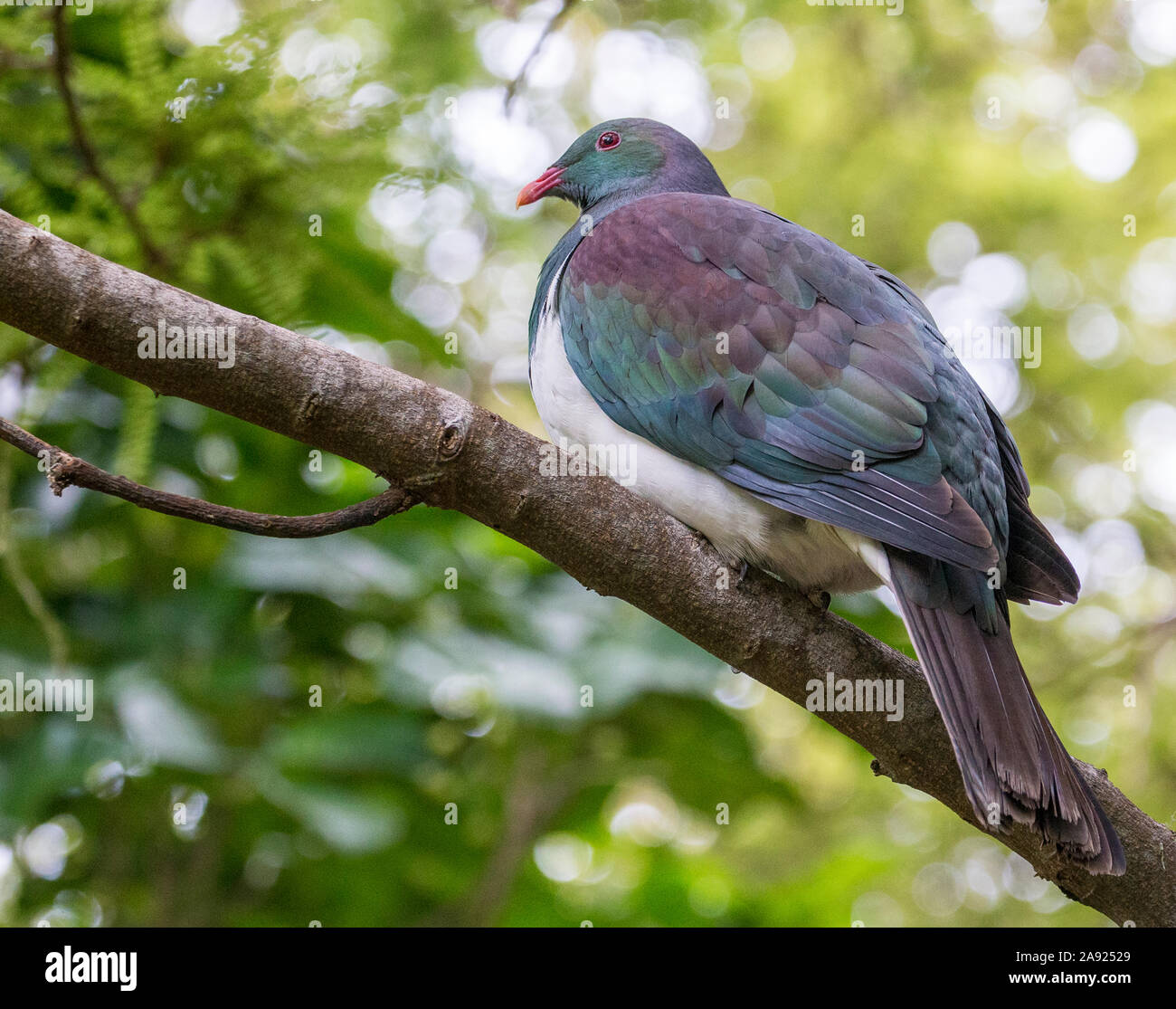 Bird perching on branch Banque D'Images