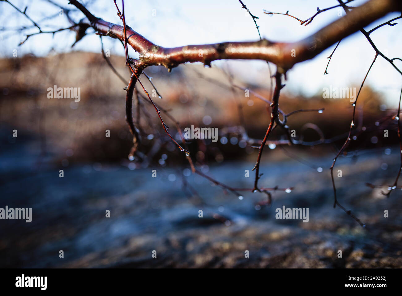 Branche d’arbre Banque D'Images