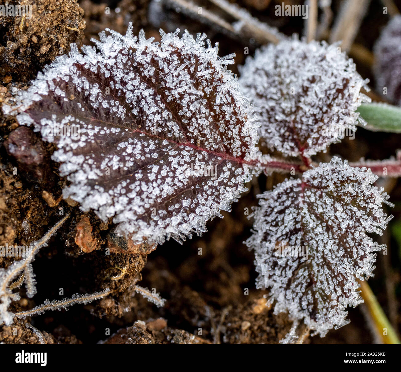 Avec la neige et feuilles de texture gel en close-up Banque D'Images