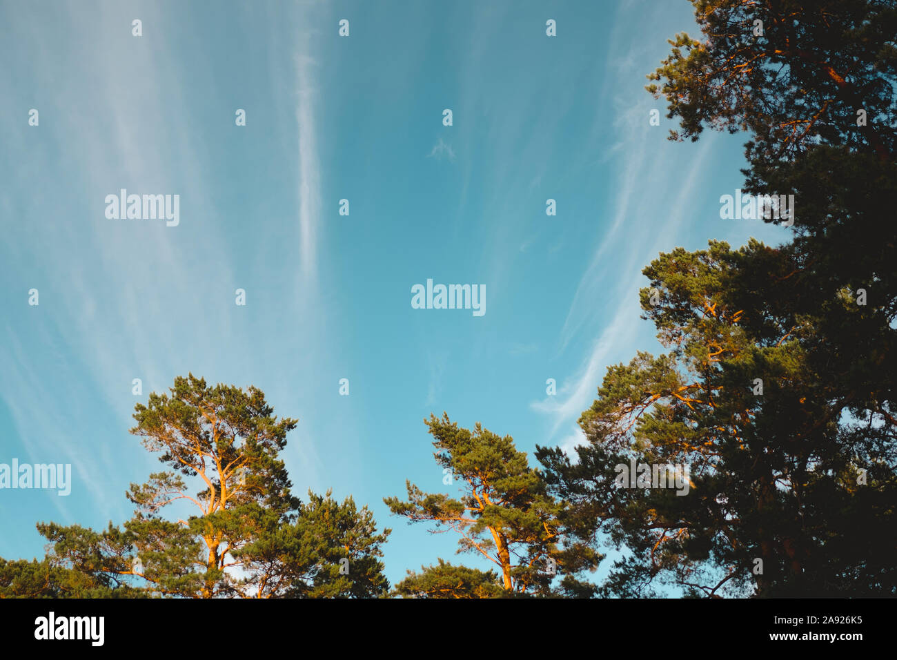 Arbres contre le ciel Banque D'Images