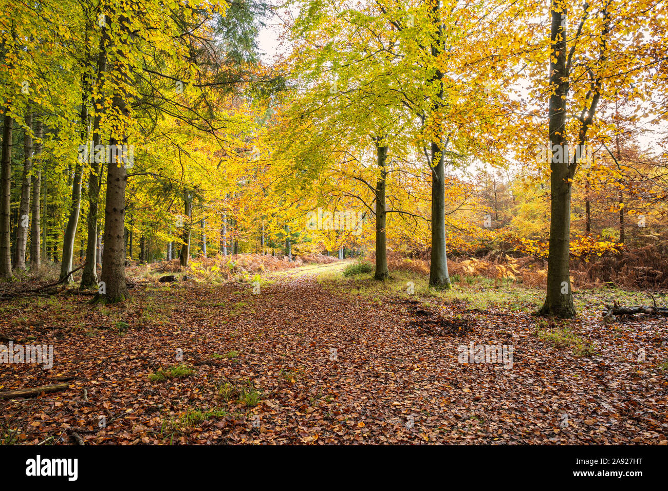 L'automne dans la forêt de Dean, Gloucestershire, Angleterre. Banque D'Images