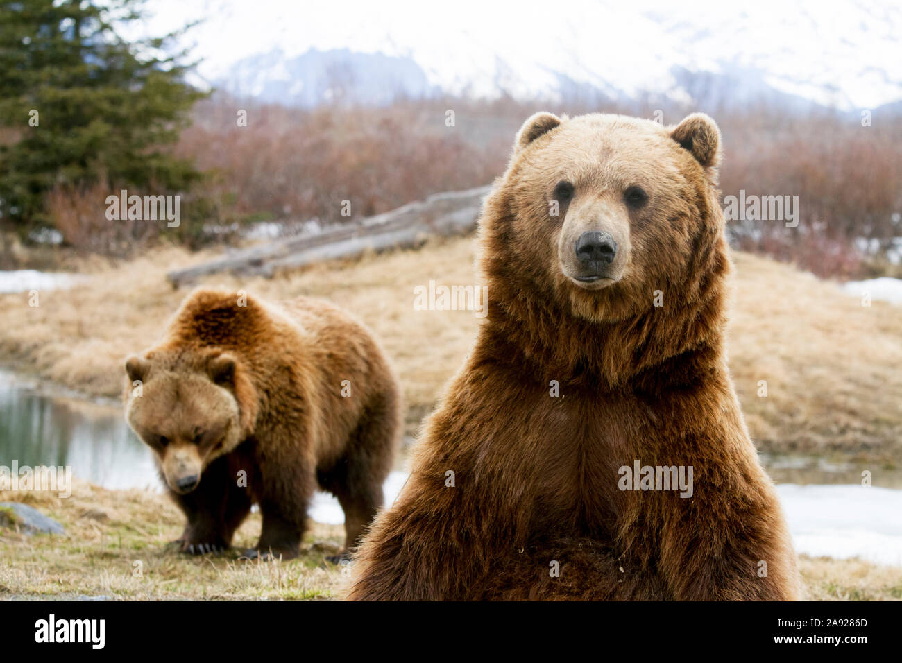 Captif : gros plan de deux ours bruns, Alaska Wildlife conservation Centre, Alaska central du Sud, hiver Banque D'Images