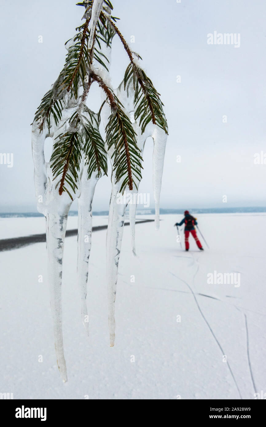 Icicles on twig Banque D'Images