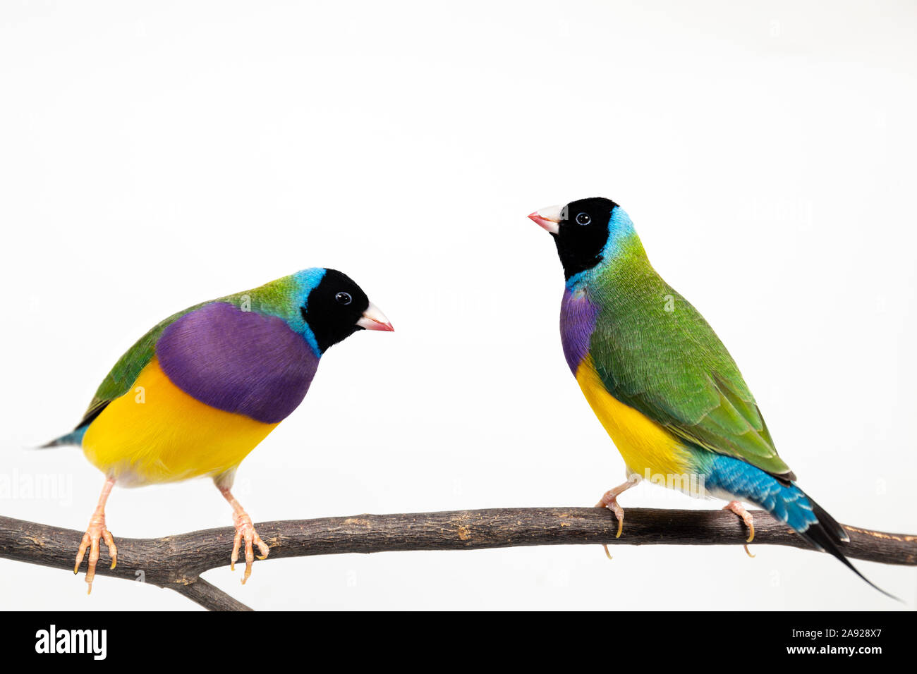 Gouldian finch colorés Oiseau (Erythrura gouldiae) sur fond blanc Banque D'Images