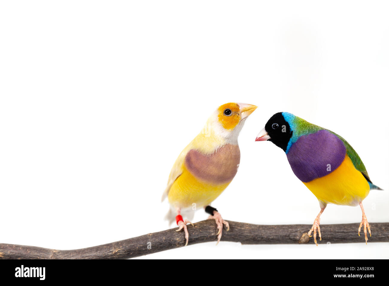 Gouldian finch colorés Oiseau (Erythrura gouldiae) sur fond blanc Banque D'Images