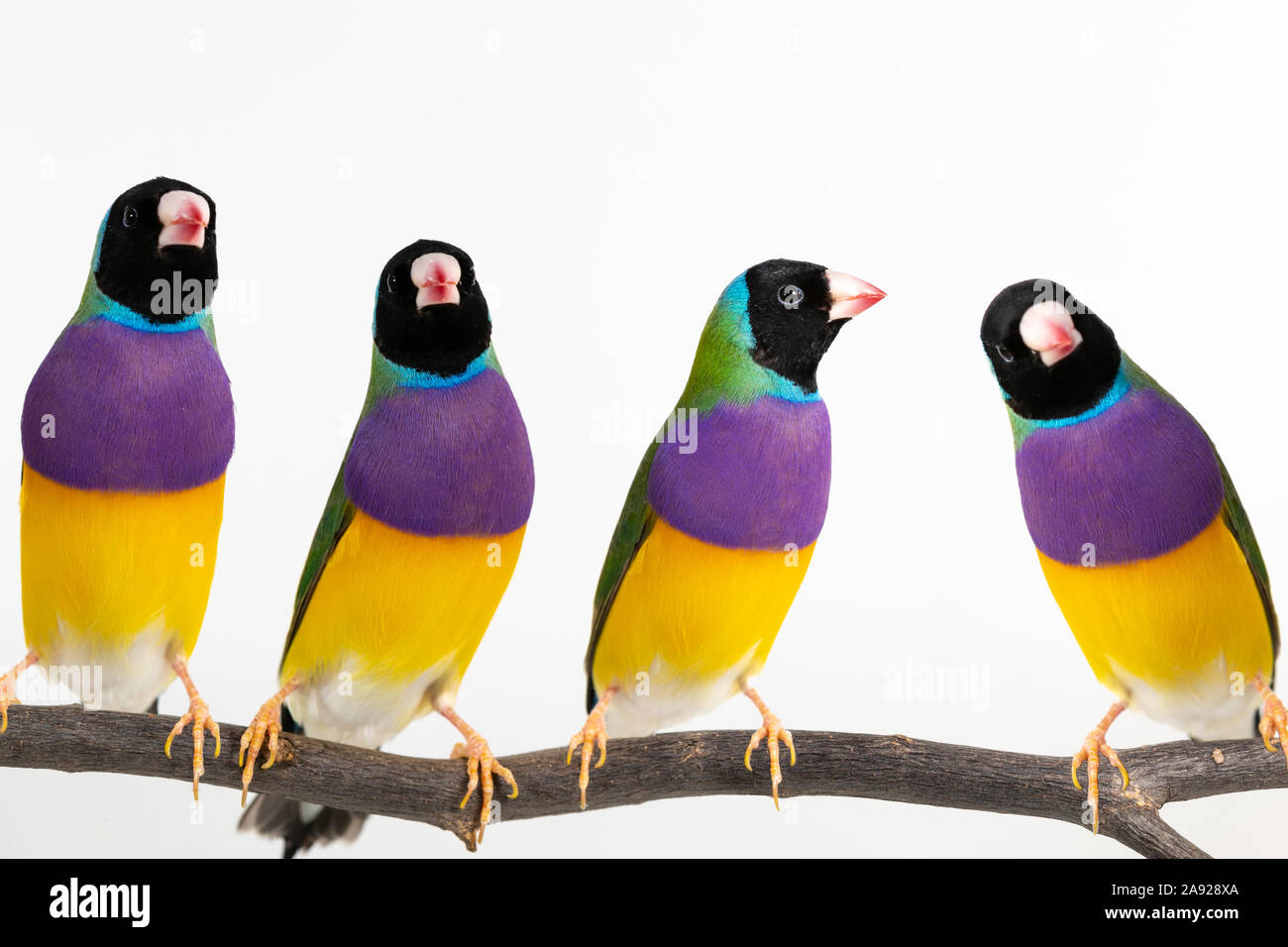 Gouldian finch colorés Oiseau (Erythrura gouldiae) sur fond blanc Banque D'Images