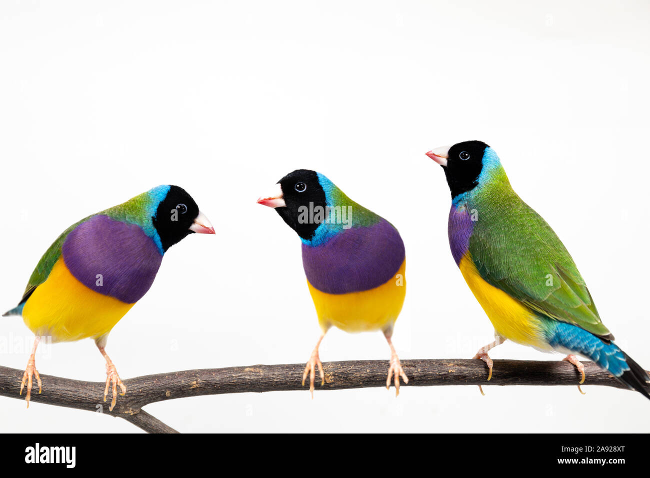 Gouldian finch colorés Oiseau (Erythrura gouldiae) sur fond blanc Banque D'Images