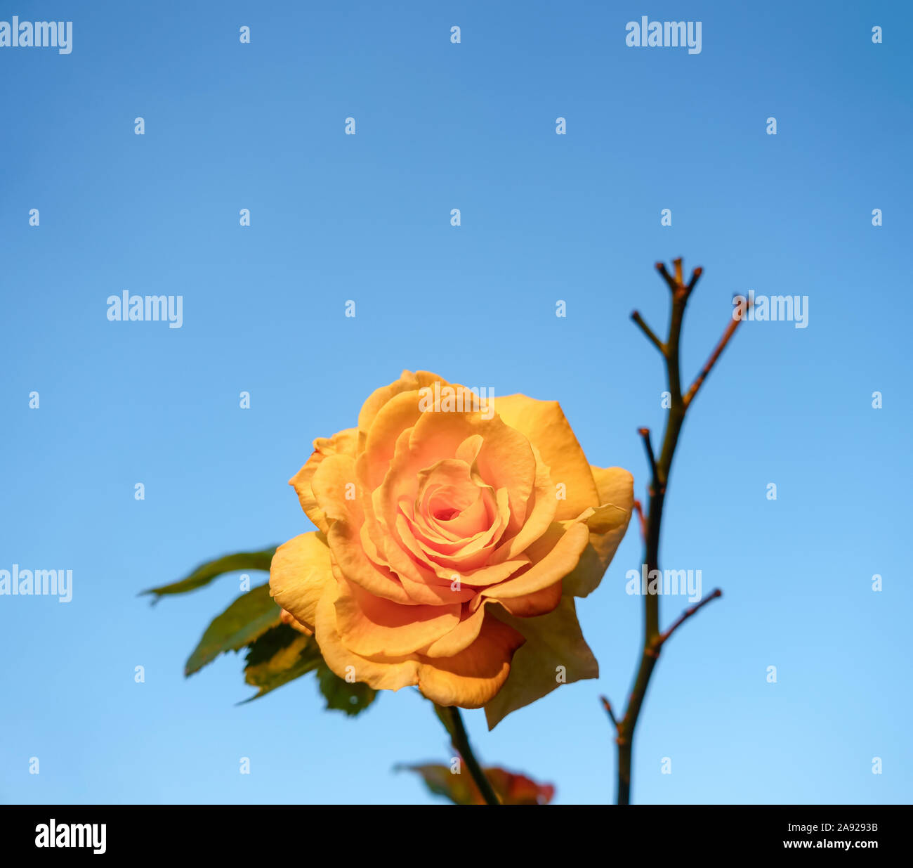 Rose jaune sur fond de ciel bleu. Banque D'Images