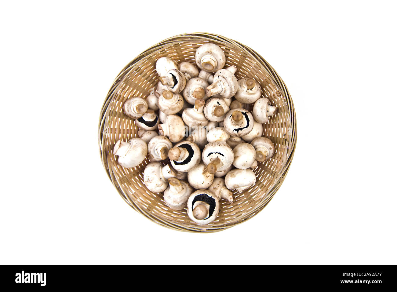 Champignons Agaricus, Egerlinge Angerlinge,,, Banque D'Images