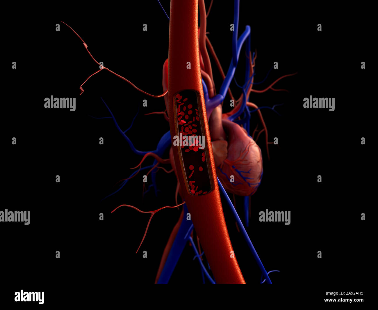 Les vaisseaux sanguins de l'artère, illustré avec une section, le rendu de haute qualité avec des textures originales et de l'illumination globale Banque D'Images